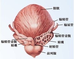 前列腺多維聯合康復體系