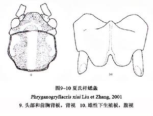 夏氏桿蟋螽