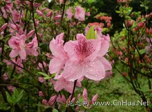 杜鵑花屬