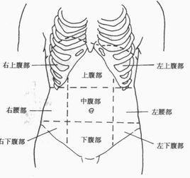 腹部九分法