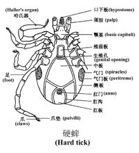 亞東璃眼蜱