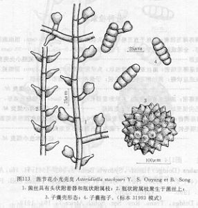 旌節花小光殼炱