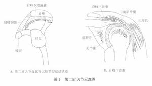 （圖）第二關節示意圖 