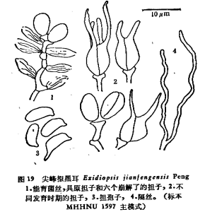 尖蜂擬黑耳