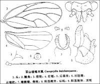 百山祖喀木虱