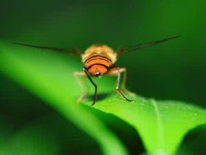 長小食蚜蠅