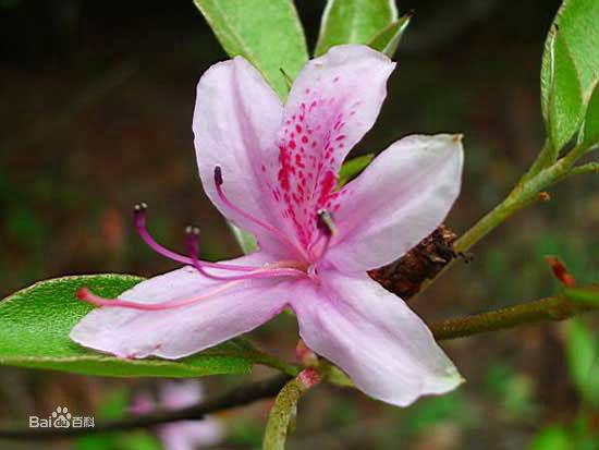 短鱗芽杜鵑