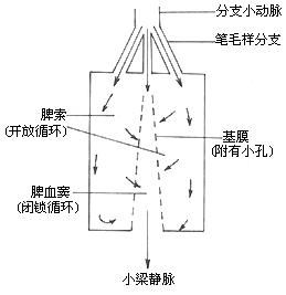 脾機能亢進症