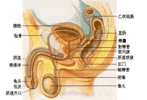 膀胱尿道異物