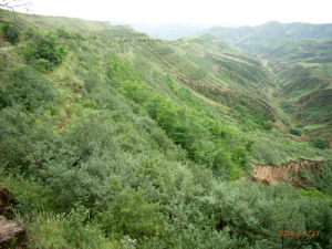 Wuqi County