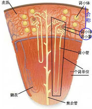 腎小管