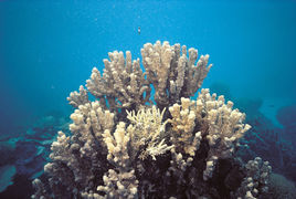 伊莉莎白鹿角珊瑚