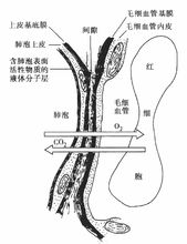 呼吸膜的結構模式圖