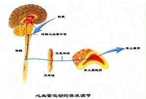 腎上腺素和去甲腎上腺素