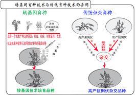 轉基因農作物