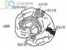 兒童精神分裂症