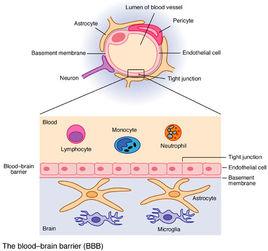 血-腦屏障