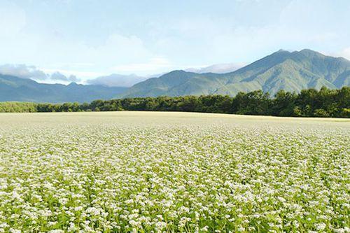 涼山苦蕎麥