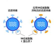 與其他流感區別