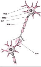 BP神經網路