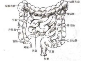 結腸過敏