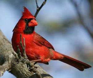 紅衣鳳頭鳥