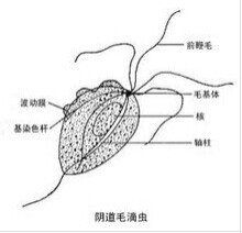 毛滴蟲