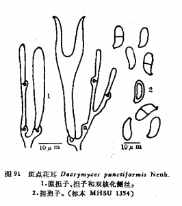 斑點花耳