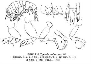 水母近泉戎