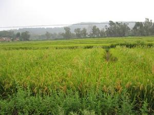 代沖村-村民種植業