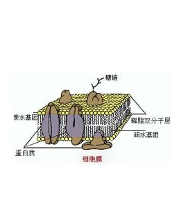 液態鑲嵌模型