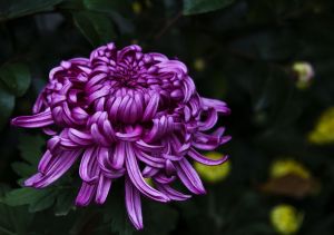 長葉紫菊