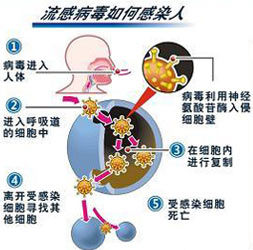 流行感冒病毒