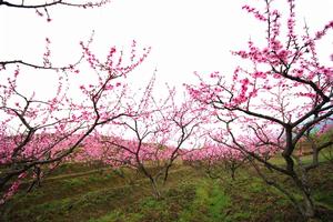 桃花山