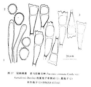 冠柄鏽菌喜馬拉雅變種