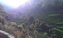 蘇區饒平美麗的茶山