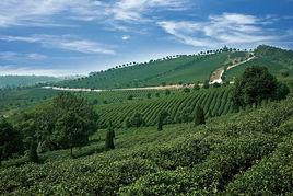 李橋村[湖北武漢黃陂區祁家灣下轄村]