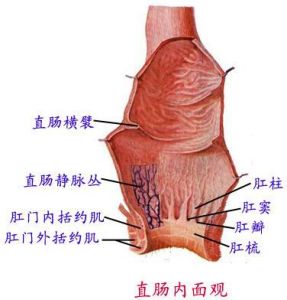 肛瓣