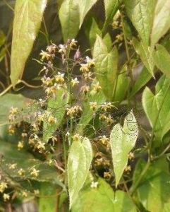 植物小百科