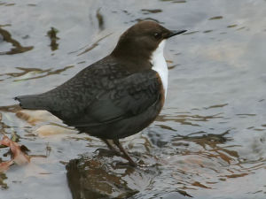 白喉河烏（Cinclus cinclus）