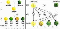 自由組合規律--生物遺傳學三大基本定律之一