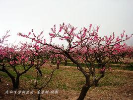 馬場垣鄉