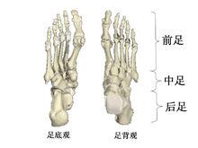 足踝解剖結構及其力學功能