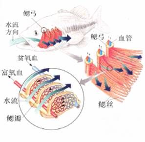 （圖）胸鰓