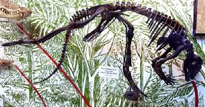 棱齒龍的骨架模型，位於牛津大學自然歷史博物館
