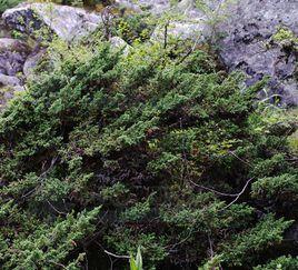 高山柏[植物]