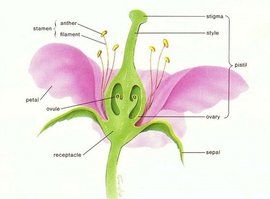 花被 花被 Perianth 是花萼 Calyx 和花冠 Coroll 百科知識中文網