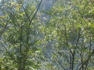 蘭台瑪自然村自然資源－漆樹