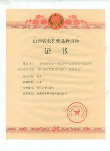 滑玉11山西省審定證書