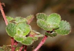 綿毛金腰(原變種)